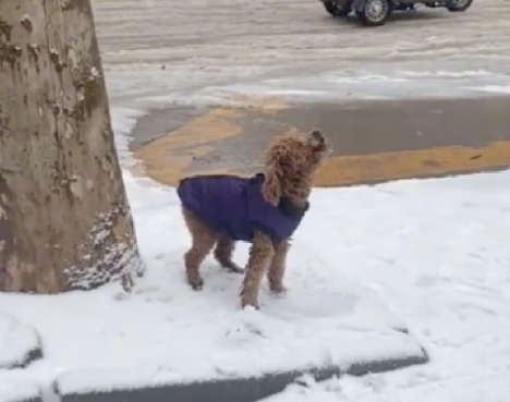 下大雪天狗狗走丢了，等了好久不见主人它昂头嚎叫，是在哭泣吗？