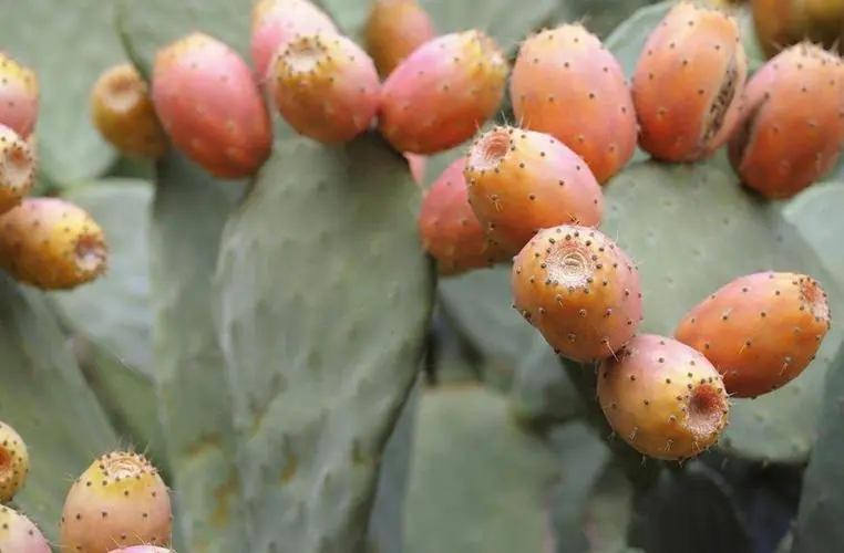 仙人掌果每年都结果吗？生长周期与影响因素关系