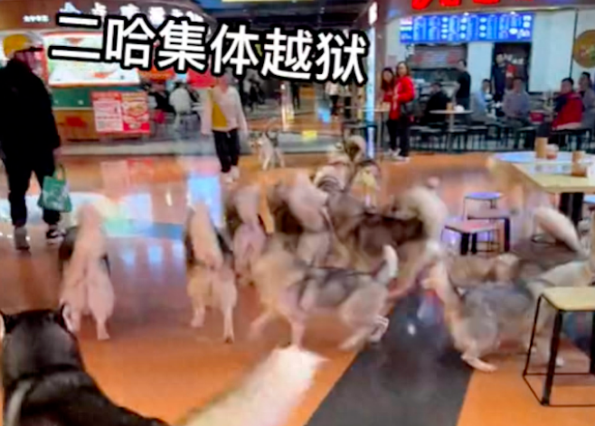 狗咖店里的一百只哈士奇出逃，整个商场变成二哈的海洋，太壮观了