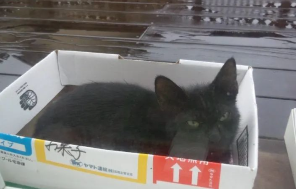 猫咪精神充沛的秘密被发现了！竟是用这个补充体力...