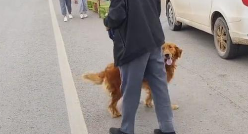 眼瞅即将进笼，金毛拼死抵在笼口终让主人转意