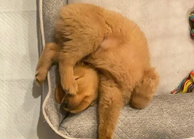 狗狗不是液体，但竟也能做出这些姿势...太夸张了！