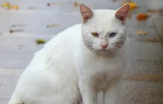 打羽毛球被流浪猫绊倒，投喂者赔偿24万元，合理吗？