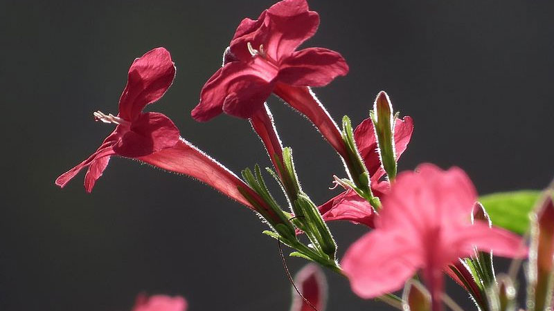 花烟草花期