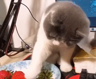 猫咪伸爪偷吃，被制止后还瞅了主人一眼：哼，真小气！