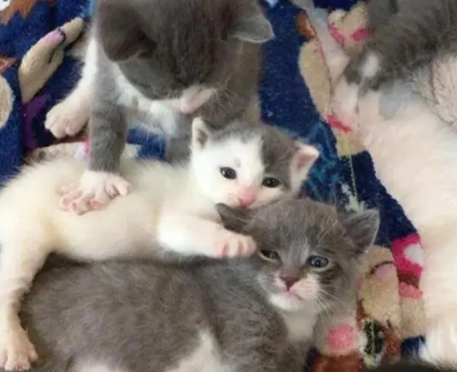 流浪猫被女子带回家，只因它脚趾头挺多，2小时后就生了6只小猫