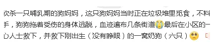 哺乳期狗妈妈遭捕杀，背影令人怜惜，请善待流浪动物