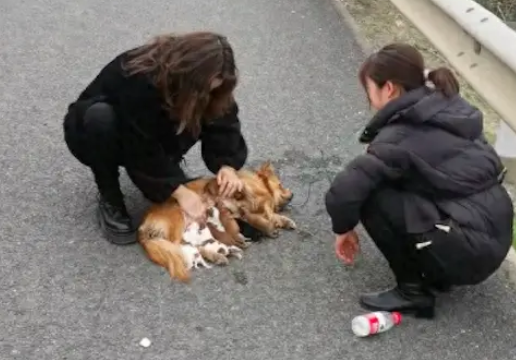 过完年带狗回去遇上堵车，它竟半路上生崽了，生完后车还堵着呢！