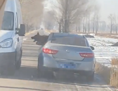 迎面每开过来一辆车，狗狗都会将头伸出窗外去咬，路怒症犯了吗？