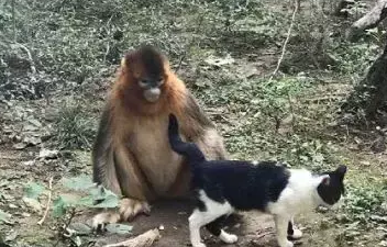 猴子偶遇奶牛猫，撸起猫跟个小人儿似的，猴：我也有猫了