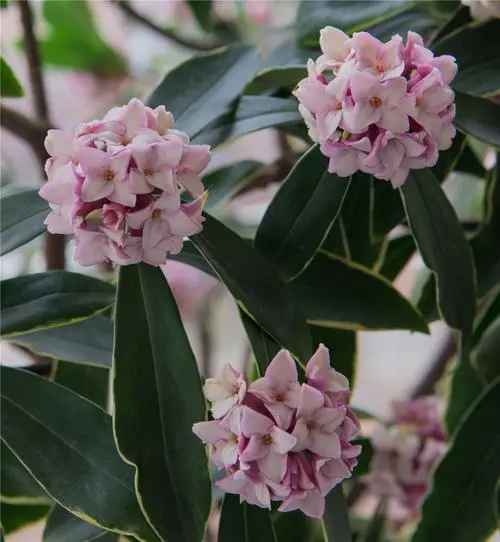 瑞香是什么花?好养活吗?花语是什么