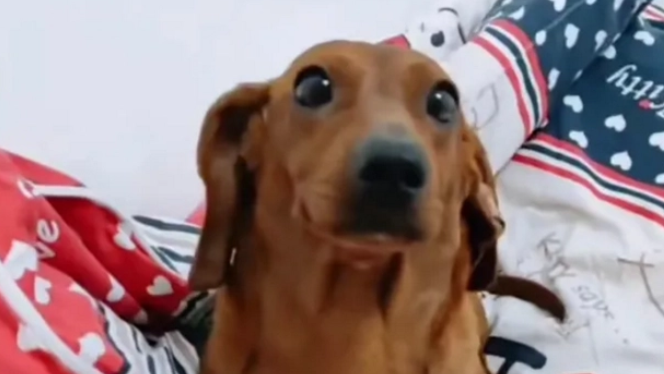 狗狗在做针灸，隔着窗户看到主人的手后，结果态度就变了
