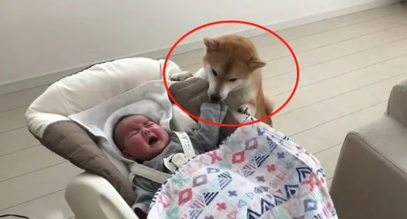柴犬照顾小宝宝，比女主人还有耐心，哪个幼师学校毕业的？