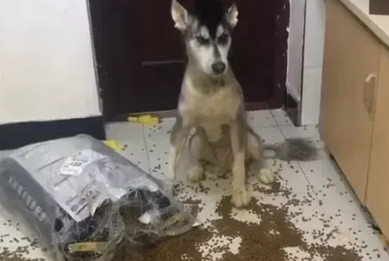 阿拉斯加狗狗在家里撒狗粮，宠主回家后血压瞬间升高，要吃吗？