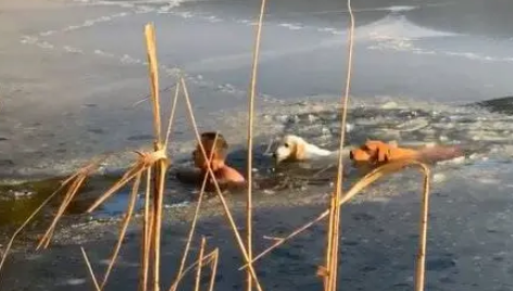 冰面裂开两狗狗快死掉，纽约一男子赤裸跳冰湖：7岁已在冰湖游泳