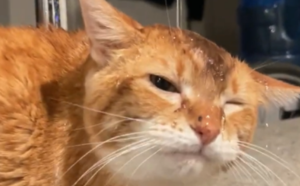起猛了！小猫咪竟然和水龙头疯狂大战