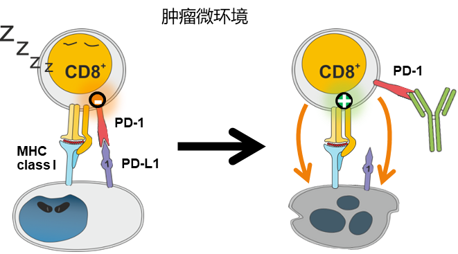 恒瑞pd1的用法与用量_恒瑞 pd 1 研究报告_恒瑞医药公司pd1临床试验