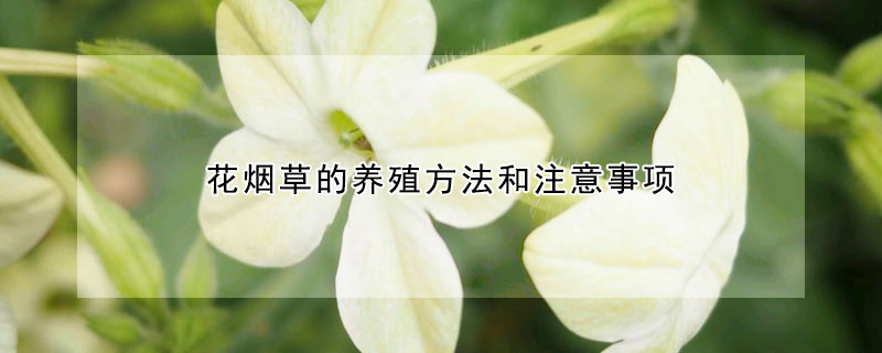 花烟草的养殖方法和注意事项