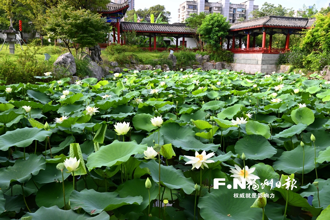南公园荷花盛开引客来 花期将持续到8月