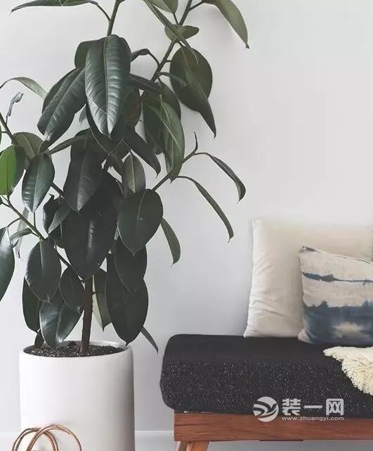 室内植物摆放效果图