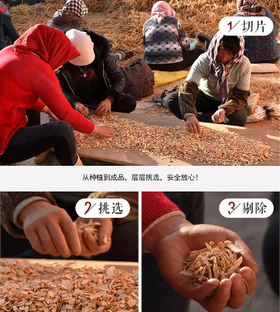 黄芪人工挑选过程