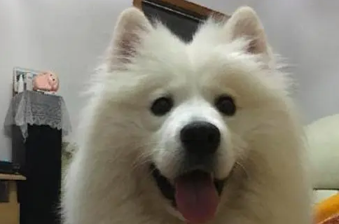 送去朋友那里寄养的萨摩耶变成了这样，差点都没敢认！