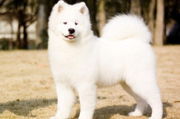 广东地区萨摩耶犬价格揭秘：1200元到8800元不等，谨防受骗