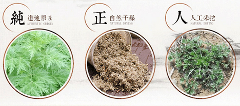 茵陈白蒿 