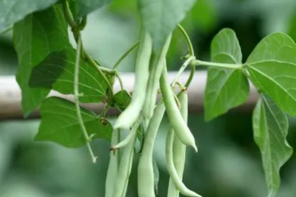 四季豆种植时间和方法温度