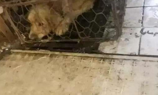 可以不爱但请别伤害，才从狗肉市场救出金毛，它的举动让人落泪