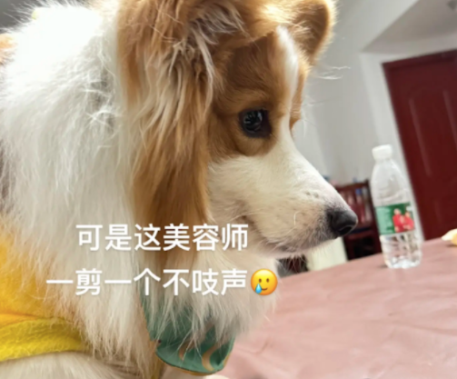 带柯基去宠物店美容，去时笑容满面回来时想哭