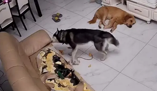 嫌狗总拆家？猫捣蛋起来连二哈都害怕