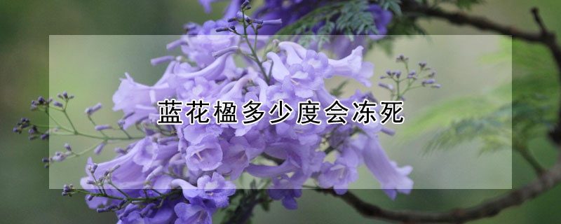 蓝花楹多少度会冻死