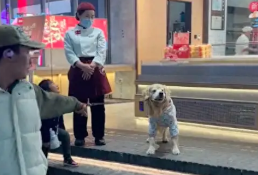 金毛路过蛋糕店不愿走，小姐姐投喂块蛋糕后，它才心满意足离开！