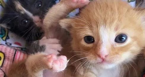 2只小奶猫，刚出生就被抛弃，相依为命直到遇到新主人！