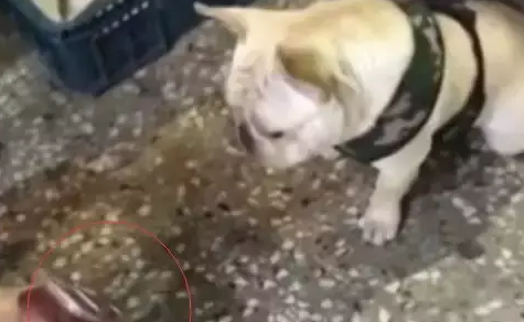 狗狗跟出差的爷爷视频时，它都急哭了，爷爷你还是快回家吧