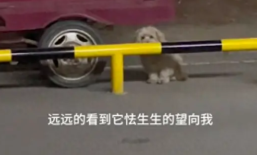 一只流浪狗躲在路边偷偷看人，怯生生的眼神害怕又渴望，好心疼！