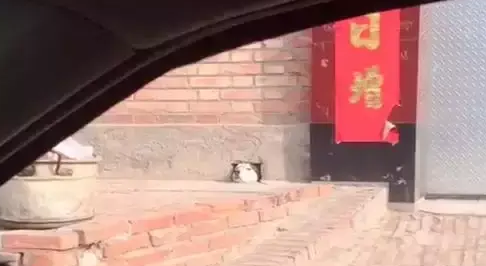 哈士奇在狗洞里探头探脑，二哈：世界很大，我好想去看看