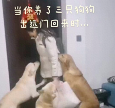 女主人出远门回来了，三只狗狗早就在门口等着，上蹿下跳的好兴奋