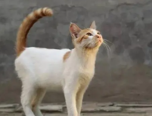 奶奶十年如一日的喂流浪猫，不仅家里没有蚊蛇鼠蚁，身体也变好了