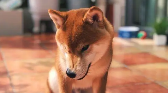 不知不觉柴犬已经从当初的小狗变这么大了，真可爱！