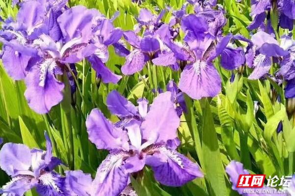 家门外的自然课_我家门外的自然课_我家门外的自然课电子版