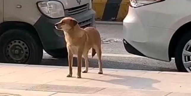 狗子绝育后找医生寻仇，在门口骂街3个月，医患关系很紧张