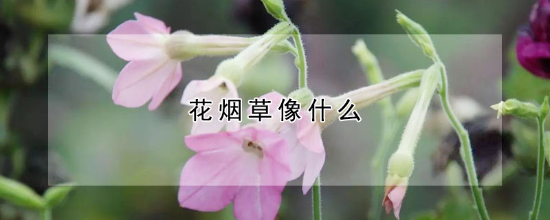 花烟草像什么