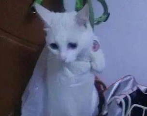 橘猫总是搞破坏，主人气急把它吊起来惩罚，猫的反应让人笑喷了 