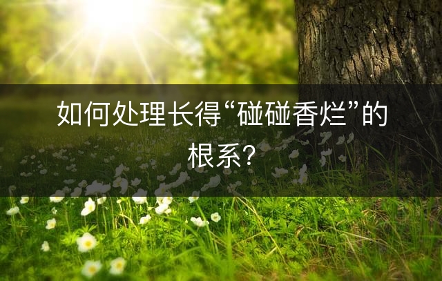 如何处理长得“碰碰香烂”的根系？
