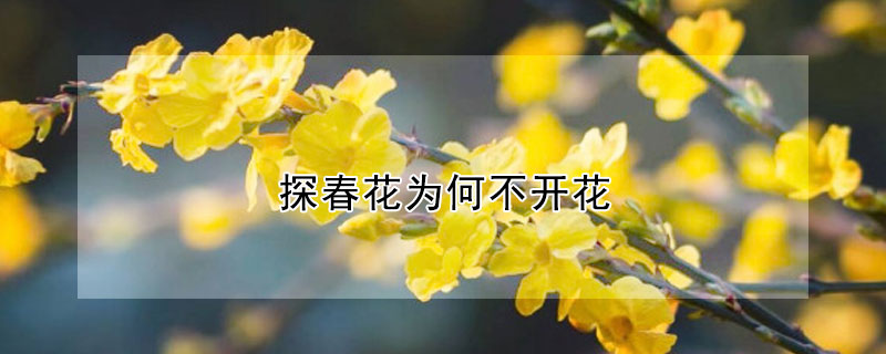 探春花为何不开花