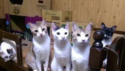 不想打扰邻居，听朋友的话养了猫，如今每天上演“大合唱”