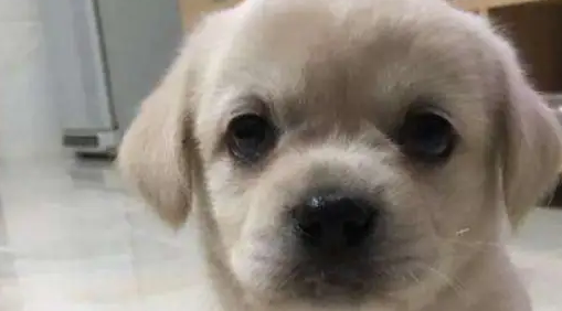 狗妈妈被链子拴住，到了饭点，狗宝宝叼饭盆给妈妈送吃的，感人