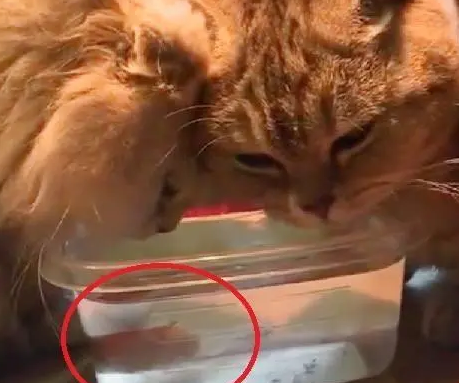 家里的两只猫不喝水，主人一招解决，鱼：我做错了什么